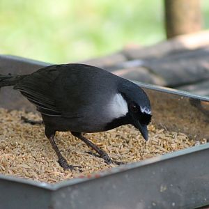 Vinpearl Safari - Black-throated Laughing Thrush