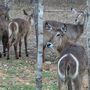 Vinpearl Safari - Waterbuck