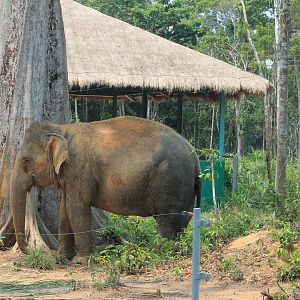 Vinpearl Safari - Asian Elephant