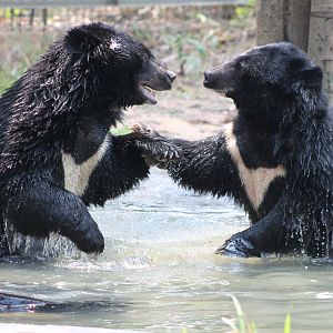 Vinpearl Safari - Asiatic Black Bears