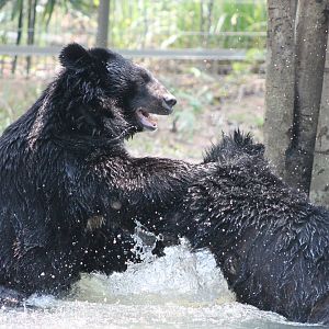 Vinpearl Safari - Asiatic Black Bears