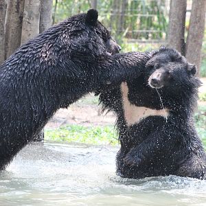 Vinpearl Safari - Asiatic Black Bears
