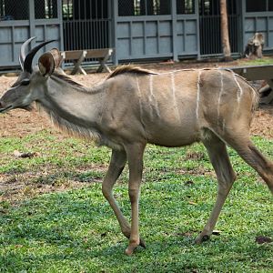 Vinpearl Safari - Greater Kudu