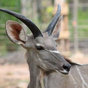 Vinpearl Safari - Greater Kudu