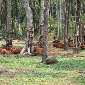 Vinpearl Safari - Bongo