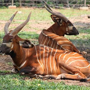 Vinpearl Safari - Bongo