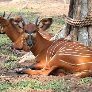 Vinpearl Safari - Bongo