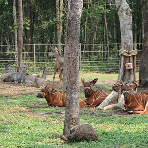 Vinpearl Safari - Bongo and Greater Kudu