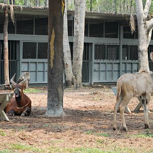 Vinpearl Safari - Bongo and Greater Kudu
