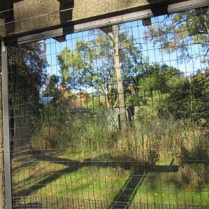 Bird Plateau- Emu Exhibit