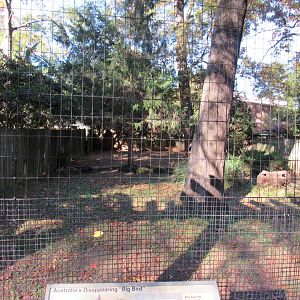 Bird Plateau- Cassowary Exhibit