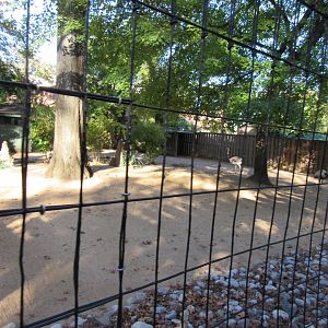 Bird Plateau- Greater Rhea Exhibit