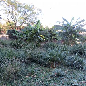 Bird Plateau- Flamingo and Duck Exhibit