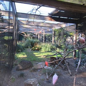 Bird Plateau- Scarlet Ibis and Roseate Spoonbill Exhibit