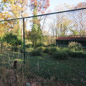 Bird Plateau- Kori Bustard Exhibit