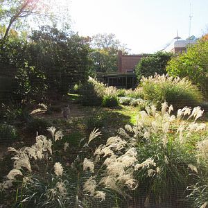 Bird Plateau- Crane Yard #3 (Kori Bustard)