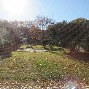 Bird Plateau- Crane Yard #4 (Blue Crane)