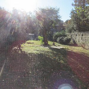 Bird Plateau- Crane Yard #5 (Blue Crane)