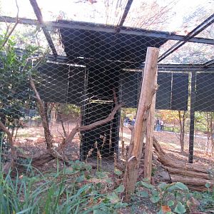 Bird Plateau- Owl Exhibit