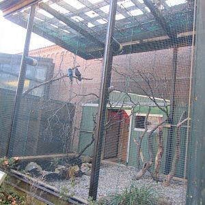Bird Plateau- Common Raven Aviary
