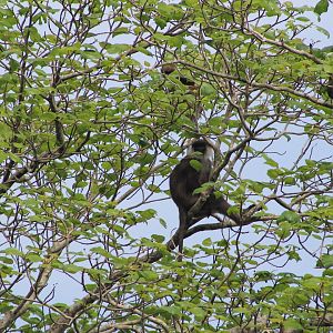 Purple-faced Langur (Trachypithecus vetulus philbricki)