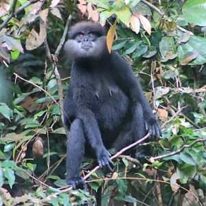 Purple-faced Langur (Trachypithecus vetulus vetulus)
