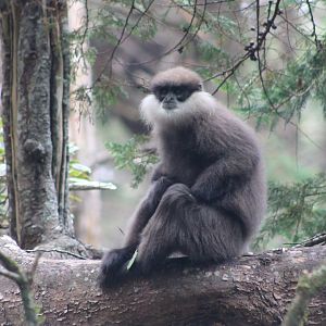 Purple-faced Langur (Trachypithecus vetulus monticola)