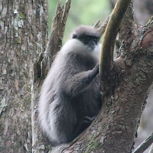 Purple-faced Langur (Trachypithecus vetulus monticola)