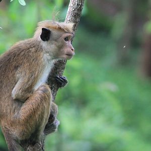Toque Macaque (Macaca sinica)