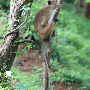 Toque Macaque (Macaca sinica)