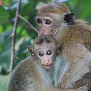 Toque Macaques (Macaca sinica)