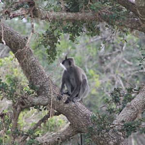 Tufted Grey Langur (Semnopithecus priam thersites)