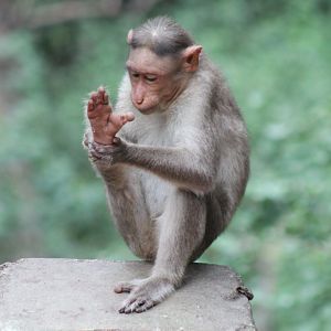Bonnet Macaque (Macaca radiata)