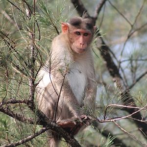 Bonnet Macaque (Macaca radiata)