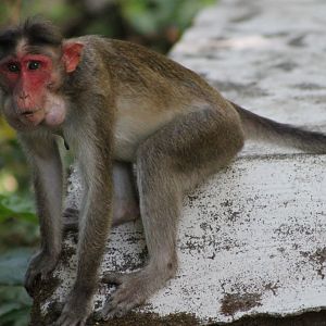 Bonnet Macaque (Macaca radiata)