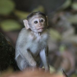 Bonnet Macaque (Macaca radiata)