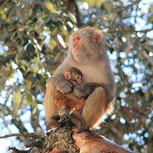 Rhesus Macaques (Macaca mulatta)