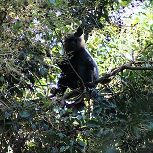 Nilgiri Langur (Trachypithecus johnii)