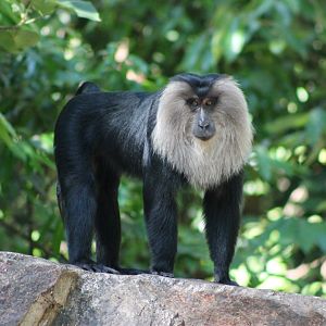 Lion-tailed Macaque (Macaca silenus)