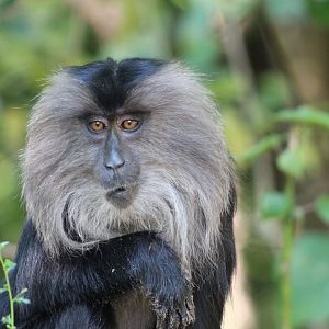 Lion-tailed Macaque (Macaca silenus)