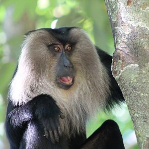 Lion-tailed Macaque (Macaca silenus)