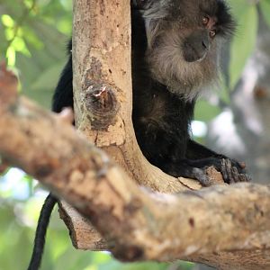 Lion-tailed Macaque (Macaca silenus)