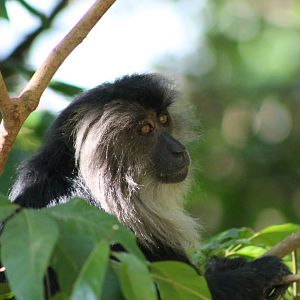 Lion-tailed Macaque (Macaca silenus)