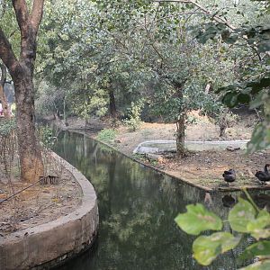 Black Swan enclosure
