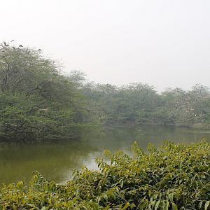 wild waterbird colony