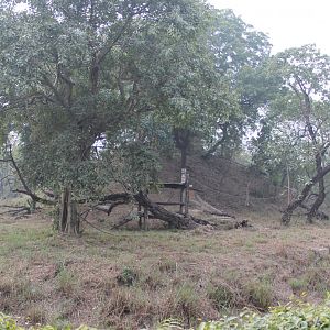 Chimpanzee enclosure