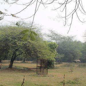 enclosure for Indian Rhinoceros