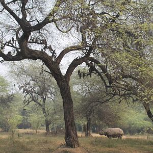 enclosure for Indian Rhinoceros