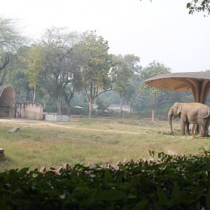 Asian Elephant enclosure