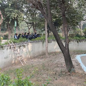 how clever animals escape